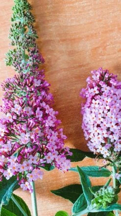 Vlinderstruik (Buddleja 'Pink Panther®') -Directplant Winkel buddleja1 2