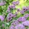 Vlinderstruik (Buddleja Alternifolia) -Directplant Winkel buddleja alternifolia