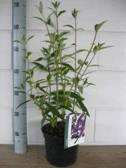 Vlinderstruik (Buddleja Davidii 'Black Knight') -Directplant Winkel buddleja black knight c3 10 7 2016