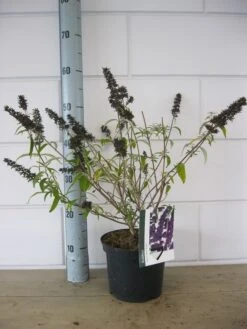 Vlinderstruik (Buddleja Davidii 'Black Knight') -Directplant Winkel buddleja black knight c3 23 10 2018