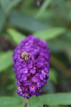 Vlinderstruik (Buddleja Davidii 'Black Knight') -Directplant Winkel buddleja davidii black knight 3 1