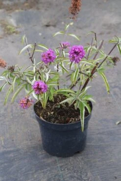 Vlinderstruik (Buddleja Davidii Petite 'Tutti Frutti') -Directplant Winkel buddleja davidii petite tutti fruitti 2 3.00 vita nova 1