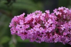 Vlinderstruik (Buddleja Davidii 'Pink Delight') -Directplant Winkel buddleja davidii pink delight 2