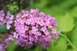 Vlinderstruik (Buddleja Davidii 'Pink Delight') -Directplant Winkel buddleja davidii pink delight 4 2