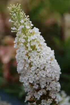 Vlinderstruik (Buddleja Davidii 'White Profusion') -Directplant Winkel buddleja davidii white profusion 3