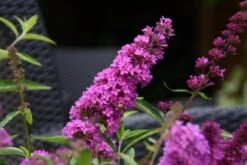 Vlinderstruik (Buddleja Davidii Petite 'Tutti Frutti') -Directplant Winkel buddleja free petite tutti fruitti podoras 13 10
