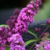 Vlinderstruik (Buddleja Davidii Petite 'Tutti Frutti') -Directplant Winkel buddleja free petite tutti fruitti podoras 13 7