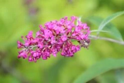 Vlinderstruik (Buddleja 'Miss Ruby') -Directplant Winkel buddleja miss ruby 2