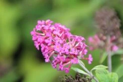 Vlinderstruik (Buddleja 'Miss Ruby') -Directplant Winkel buddleja miss ruby 5 2