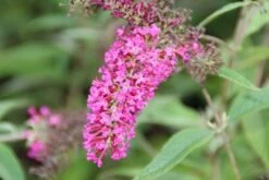 Vlinderstruik (Buddleja 'Miss Ruby') -Directplant Winkel buddleja miss ruby 6 1