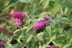 Vlinderstruik (Buddleja 'Miss Ruby') -Directplant Winkel buddleja miss ruby 7 2