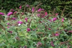 Vlinderstruik (Buddleja 'Miss Ruby') -Directplant Winkel buddleja miss ruby 8 1