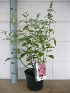 Vlinderstruik (Buddleja Davidii 'Pink Delight') -Directplant Winkel buddleja pink delight c3 10 7 2016 1