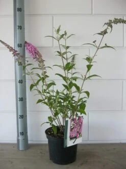 Vlinderstruik (Buddleja Davidii 'Pink Delight') -Directplant Winkel buddleja pink delight c3 bloem 19 7 2016 2