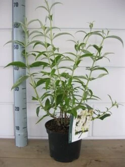Vlinderstruik (Buddleja Davidii 'White Profusion') -Directplant Winkel buddleja white profusion c3 10 7 2016 1