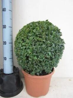 Buxusbol (Buxus Sempervirens, Bolvorm) 38 Buxusbol (Buxus Sempervirens, Bolvorm) -Directplant Winkel buxus 30 cm bol