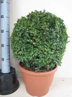 Buxusbol (Buxus Sempervirens, Bolvorm) -Directplant Winkel buxus 35 cm bol 2