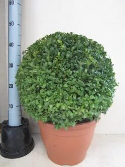 Buxusbol (Buxus Sempervirens, Bolvorm) -Directplant Winkel buxus 40 cm bol 1
