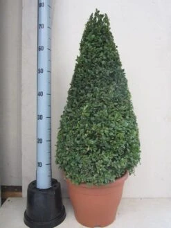Buxus Als Pyramide (Buxus Sempervirens) -Directplant Winkel buxus 50 60 pyramide 1