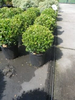 Buxus Meeneemhaag (Buxus Microphylla 'Faulkner') -Directplant Winkel buxus microphylla faulkner bol 25 30