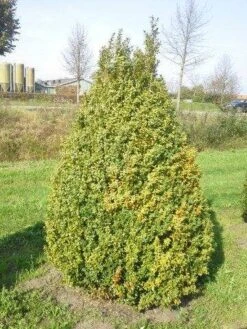 Buxus Als Pyramide (Buxus Sempervirens) -Directplant Winkel buxus semp 160 180 1 1