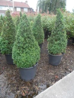Buxus Als Pyramide (Buxus Sempervirens) -Directplant Winkel buxus sempervirens 60 80 100 c35 pyramide 1