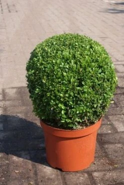 Buxusbol (Buxus Sempervirens, Bolvorm) 26 Buxusbol (Buxus Sempervirens, Bolvorm) -Directplant Winkel buxus sempervirens bol