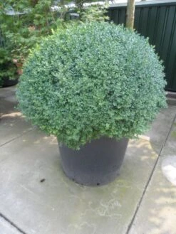 Buxusbol (Buxus Sempervirens, Bolvorm) 28 Buxusbol (Buxus Sempervirens, Bolvorm) -Directplant Winkel buxus sempervirens bol 100 120 140 c350