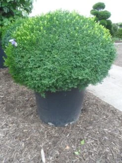 Buxusbol (Buxus Sempervirens, Bolvorm) -Directplant Winkel buxus sempervirens bol 120 130 2