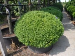Buxusbol (Buxus Sempervirens, Bolvorm) -Directplant Winkel buxus sempervirens bol 120 140 2