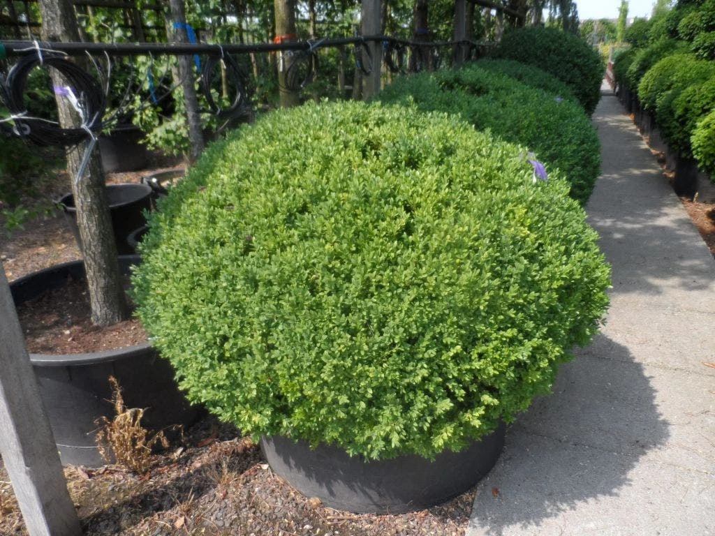 Buxusbol (Buxus Sempervirens, Bolvorm) 17 Buxusbol (Buxus Sempervirens, Bolvorm) - Afbeelding 15