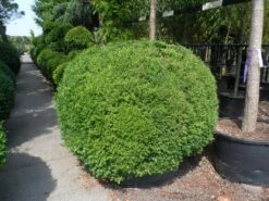 Buxusbol (Buxus Sempervirens, Bolvorm) -Directplant Winkel buxus sempervirens bol 140 160 1