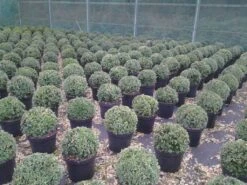 Buxusbol (Buxus Sempervirens, Bolvorm) 29 Buxusbol (Buxus Sempervirens, Bolvorm) -Directplant Winkel buxus sempervirens bol 20 25 30 c7 10