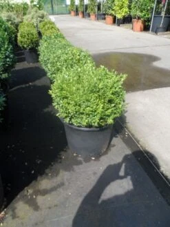 Buxusbol (Buxus Sempervirens, Bolvorm) -Directplant Winkel buxus sempervirens bol 25 30 1