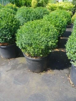 Buxusbol (Buxus Sempervirens, Bolvorm) -Directplant Winkel buxus sempervirens bol 40 50 1