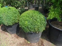 Buxusbol (Buxus Sempervirens, Bolvorm) -Directplant Winkel buxus sempervirens bol 80 90 c110 1