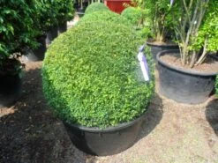 Buxusbol (Buxus Sempervirens, Bolvorm) -Directplant Winkel buxus sempervirens bol 90 100 c200 2