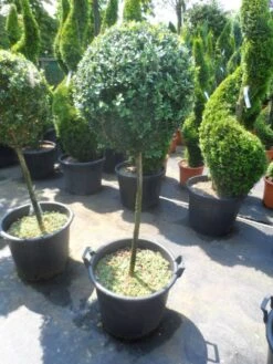 Buxus Op Stam (Buxus Sempervirens 'Rotundifolia') -Directplant Winkel buxus sempervirens rotundifolia 60 80stam c50 1