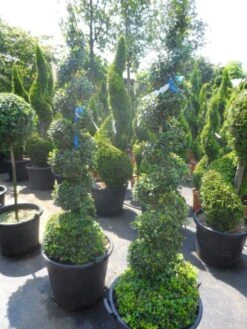 Buxus Als Spiraal (Buxus Sempervirens) -Directplant Winkel buxus sempervirens spiraal 150 175 c50 70
