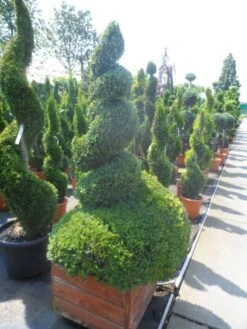 Buxus Als Spiraal (Buxus Sempervirens) -Directplant Winkel buxus sempervirens spiraal 150 175 houten bak extra dik