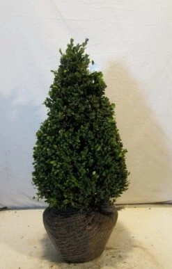 Buxus Als Pyramide (Buxus Sempervirens) -Directplant Winkel buxuskegel050 060