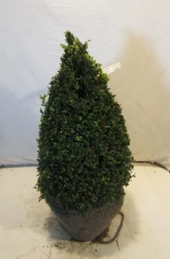 Buxus Als Pyramide (Buxus Sempervirens) -Directplant Winkel buxuskegel060 070
