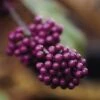 Schoonvrucht (Callicarpa Bodinieri 'Profusion') -Directplant Winkel cabprofu 30 6