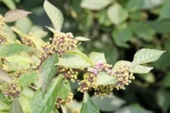 Schoonvrucht (Callicarpa Bodinieri 'Profusion') -Directplant Winkel callicarpa bodinieri profusion 2