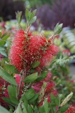 Lampepoetserplant Op Stam (Callistemon Laevis ) -Directplant Winkel callistemon laevis