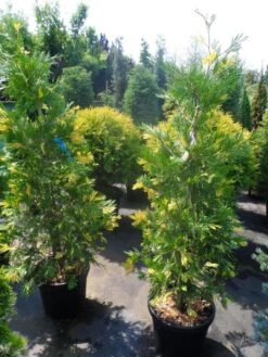 Bonte Libocedrus (Calocedrus Decurrens 'Aureovariegata') -Directplant Winkel calocedrus decurrens aureovariegata 125 150 175 1
