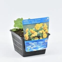 Dubbele Gele Dotterbloem (Caltha Palustris 'Multiplex') 7 Dubbele Gele Dotterbloem (Caltha Palustris 'Multiplex') -Directplant Winkel caltha pal. multiplex 18x18 20180403185037