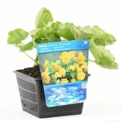 Dubbele Gele Dotterbloem (Caltha Palustris 'Multiplex') 8 Dubbele Gele Dotterbloem (Caltha Palustris 'Multiplex') -Directplant Winkel caltha pal. multiplex s