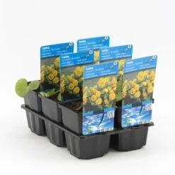 Dubbele Gele Dotterbloem (Caltha Palustris 'Multiplex') 9 Dubbele Gele Dotterbloem (Caltha Palustris 'Multiplex') -Directplant Winkel caltha palustris multiplex 20180321212520
