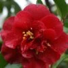 Camelia Als Leivorm (Camellia Japonica 'Doctor Burnside') -Directplant Winkel cam 2